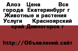 Алоэ › Цена ­ 150 - Все города, Екатеринбург г. Животные и растения » Услуги   . Красноярский край,Дивногорск г.